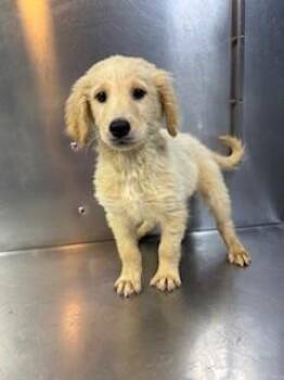 Goldendoodle Dogs Available for Adoption in Lake Wylie, South Carolina - Finn | PetCurious