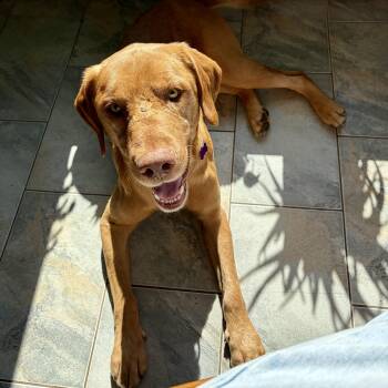 Fred -  Labrador Retriever Dog for Adoption in High View, West Virginia - Fred | PetCurious