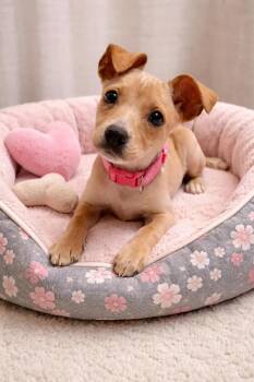 Terrier Dogs Available for Adoption in Minneapolis, Minnesota - Meagan~FOSTER OR FOSTER TO ADOPT NEEDED~ | PetCurious