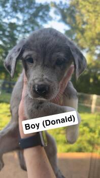 Donald -  Great Dane and Great Pyrenees Dog for Adoption in Chambersburg, Pennsylvania - Donald | PetCurious