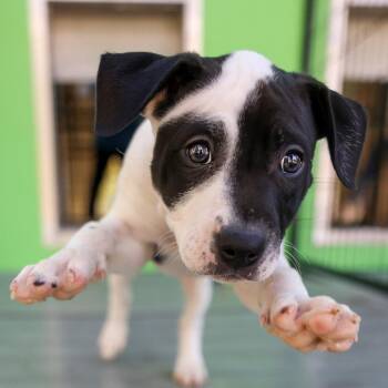 Terrier and Mixed Breed Dogs Available for Adoption - Big Bertha | PetCurious