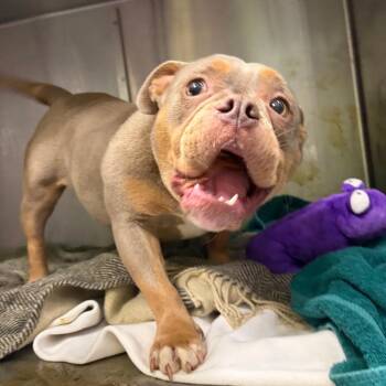 English Bulldog and Mixed Breed Dogs Available for Adoption in Austin, Texas - Chuballina | PetCurious