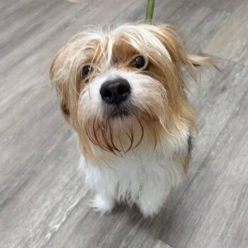 Ringo -  Maltese Dog for Adoption in Newark, New Jersey - Ringo | PetCurious