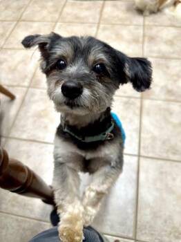 Maverick (aka Lucky) -  Shih Tzu Dog for Adoption in Pottstown, Pennsylvania - Maverick (aka Lucky) | PetCurious