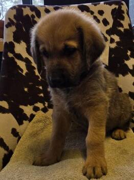 German Shepherd Dog and Mixed Breed Dogs Available for Adoption in Conway, South Carolina - Timon | PetCurious