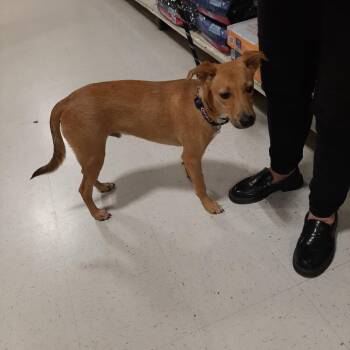 Chihuahua Dogs Available for Adoption - Flynn | PetCurious