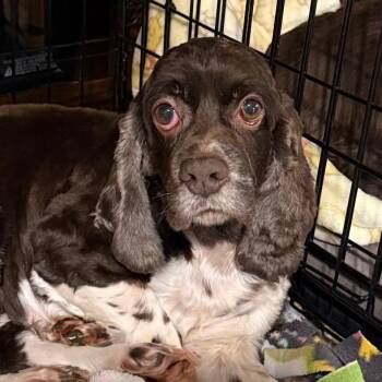 Cocker Spaniel Dogs Available for Adoption in Cincinnati, Ohio - Darcy | PetCurious