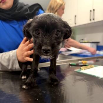 Terrier Dogs Available for Adoption in Northbrook, Illinois - Clav | PetCurious