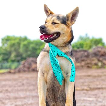 Rescue German Shepherd Dog Dogs for Adoption in Clarinda, Iowa - Peaches | PetCurious