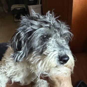 Cockapoo Dogs Available for Adoption in Phoenix, Arizona - Mr. Oreo | PetCurious
