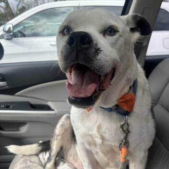 Stanley 06-0705 -  Boxer and Siberian Husky Dog for Adoption in Covington, Georgia - Stanley 06-0705 | PetCurious