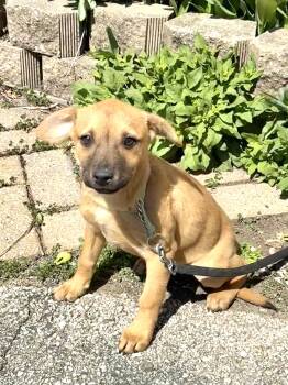 Mixed Breed Dogs Available for Adoption - Chickeroo | PetCurious