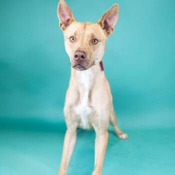 March -  Mixed Breed Dog for Adoption in Portland, Oregon - March | PetCurious