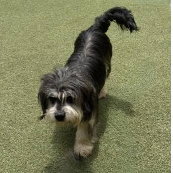 Magnolia -  Terrier Dog for Adoption in Houston, Texas - Magnolia | PetCurious