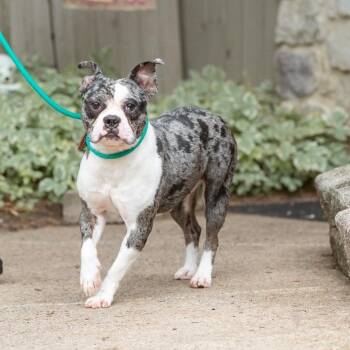 Frankie -  French Bulldog Dog for Adoption in Chester Springs, Pennsylvania - Frankie | PetCurious