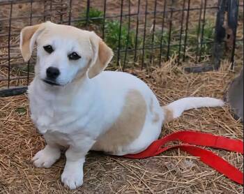 Maltese and Chihuahua Dogs Available for Adoption in South Kingstown, Rhode Island - Pearl | PetCurious