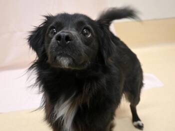 Spaniel and Terrier Dogs Available for Adoption - Coal | PetCurious
