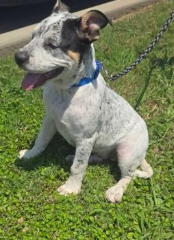 Clara Belle -  Australian Cattle Dog Blue Heeler Dog for Adoption in Alexander, Arkansas - Clara Belle | PetCurious