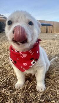 Great Pyrenees and Australian Shepherd Dogs Available for Adoption - Risk | PetCurious