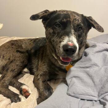 Australian Shepherd and Mixed Breed Dogs Available for Adoption in Merritt Island, Florida - Cyrus | PetCurious