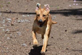 Dingo -  Labrador Retriever and Affenpinscher Dog for Adoption in Coupeville, Washington - Dingo | PetCurious