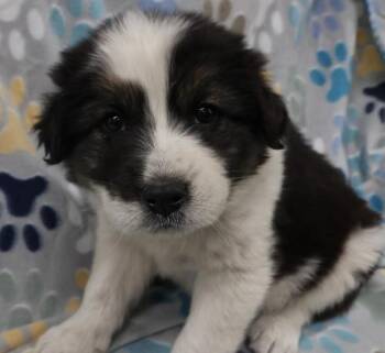George -  Shepherd Dog Available for Adoption in Thief River Falls, Minnesota - George | PetCurious