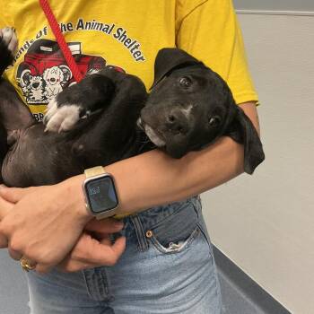 Artemis -  Labrador Retriever and Mixed Breed Dog for Adoption in Saint Joseph, Missouri - Artemis | PetCurious
