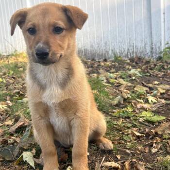 Pumpkin -  Mixed Breed Dog for Adoption in Buffalo, Minnesota - Pumpkin | PetCurious