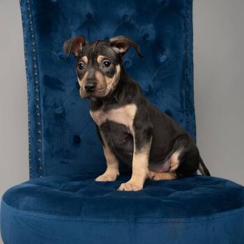 Clove -  Pit Bull Terrier Dog for Adoption in Chester Springs, Pennsylvania - Clove | PetCurious