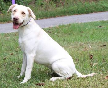 Oakley 44258 -  Labrador Retriever Dog for Adoption in Prattville, Alabama - Oakley 44258 | PetCurious