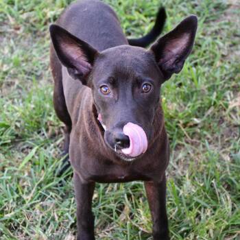 Rescue German Shepherd Dog Dogs for Adoption in Beaumont, Texas - Bembe | PetCurious