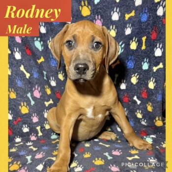 Hound Dogs Available for Adoption in Manchester, Connecticut - Rodney | PetCurious