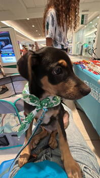 Rescue Doberman Pinscher Dogs for Adoption in Virginia Beach, Virginia - Rocky | PetCurious