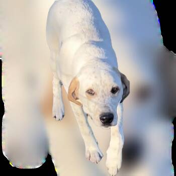 Rescue Australian Cattle Dog Blue Heeler Dogs for Adoption in Plano, Texas - Ozzy | PetCurious