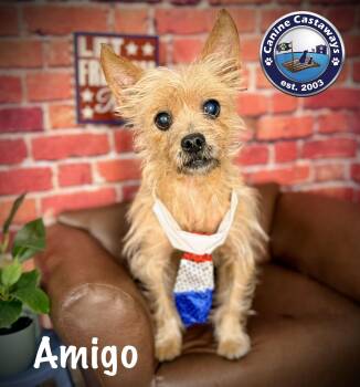 Amigo -  Cairn Terrier Dog for Adoption in Arcadia, Florida - Amigo | PetCurious