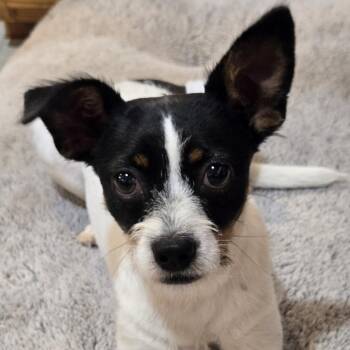 Mateo -  Terrier and Mixed Breed Dog for Adoption in Normal, Illinois - Mateo | PetCurious