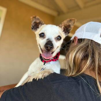Poppy -  Chihuahua Dog for Adoption in Ramona, California - Poppy | PetCurious