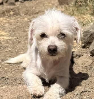 Petey -  Maltese Dog for Adoption in Santa Rosa, California - Petey | PetCurious