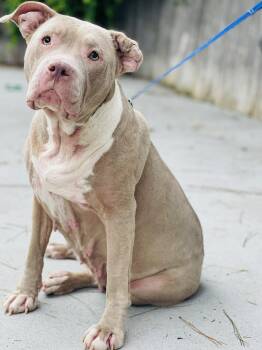 Rescue Only- AC-4629 "Angel" -  American Bully Dog Available for Adoption in Conyers, Georgia - Rescue Only- AC-4629 "Angel" | PetCurious