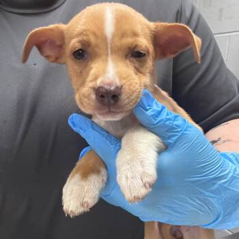 Tegan -  Mixed Breed Dog Available for Adoption in Summerville, South Carolina - Tegan | PetCurious