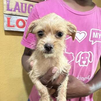 Birdie - Local Sept 11-13 -  Rat Terrier Dog for Adoption in Brookshire, Texas - Birdie - Local Sept 11-13 | PetCurious