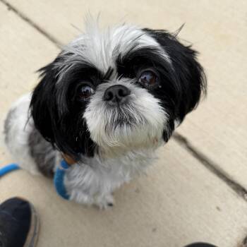 Lady Daphne (ID 52949) -  Shih Tzu Dog for Adoption in Manassas, Virginia - Lady Daphne (ID 52949) | PetCurious