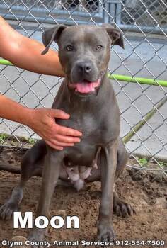 MOON -  Pit Bull Terrier and American Bulldog Dog for Adoption in Brunswick, Georgia - MOON | PetCurious
