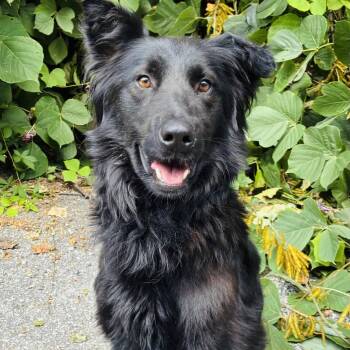 Washington -  Black Labrador Retriever and German Shepherd Dog Dog for Adoption in Cedarburg, Wisconsin - Washington | PetCurious