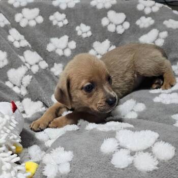 Betty -  Mixed Breed Dog for Adoption in Myrtle Beach, South Carolina - Betty | PetCurious