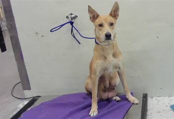 German Shepherd Dog and Mixed Breed Dogs Available for Adoption - A2066152 | PetCurious