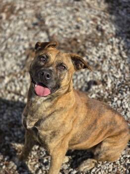 Rescue Pit Bull Terrier Dogs for Adoption in Paris, Kentucky - Teacher | PetCurious