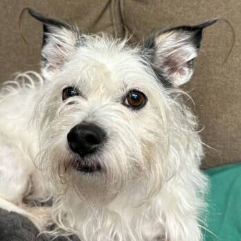 Terrier Dogs Available for Adoption in Normal, Illinois - Sprocket | PetCurious