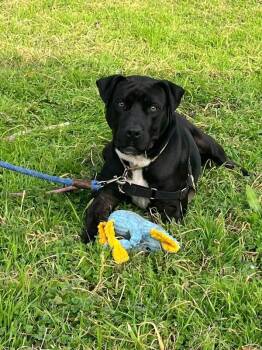 Pit Bull Terrier Dogs Available for Adoption - Muppet Baby | PetCurious