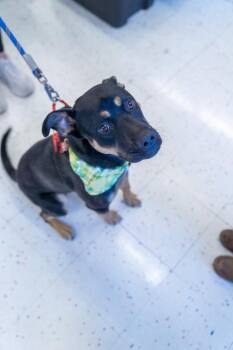 Gracie -  Shepherd Dog Available for Adoption in Colorado Springs, Colorado - Gracie | PetCurious